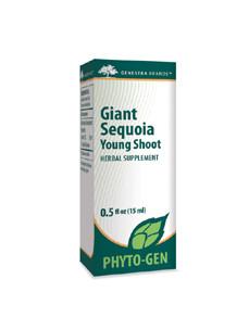 Giant Sequoia Young Shoot - 0.5oz Default Category Genestra 